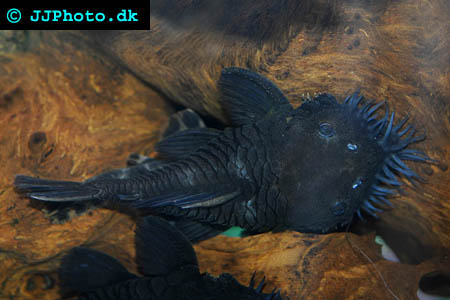 L- 034 Medusa pleco-image